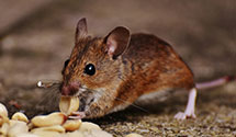 24 Hour & Emergency Exterminators in Hickory Grove, SC